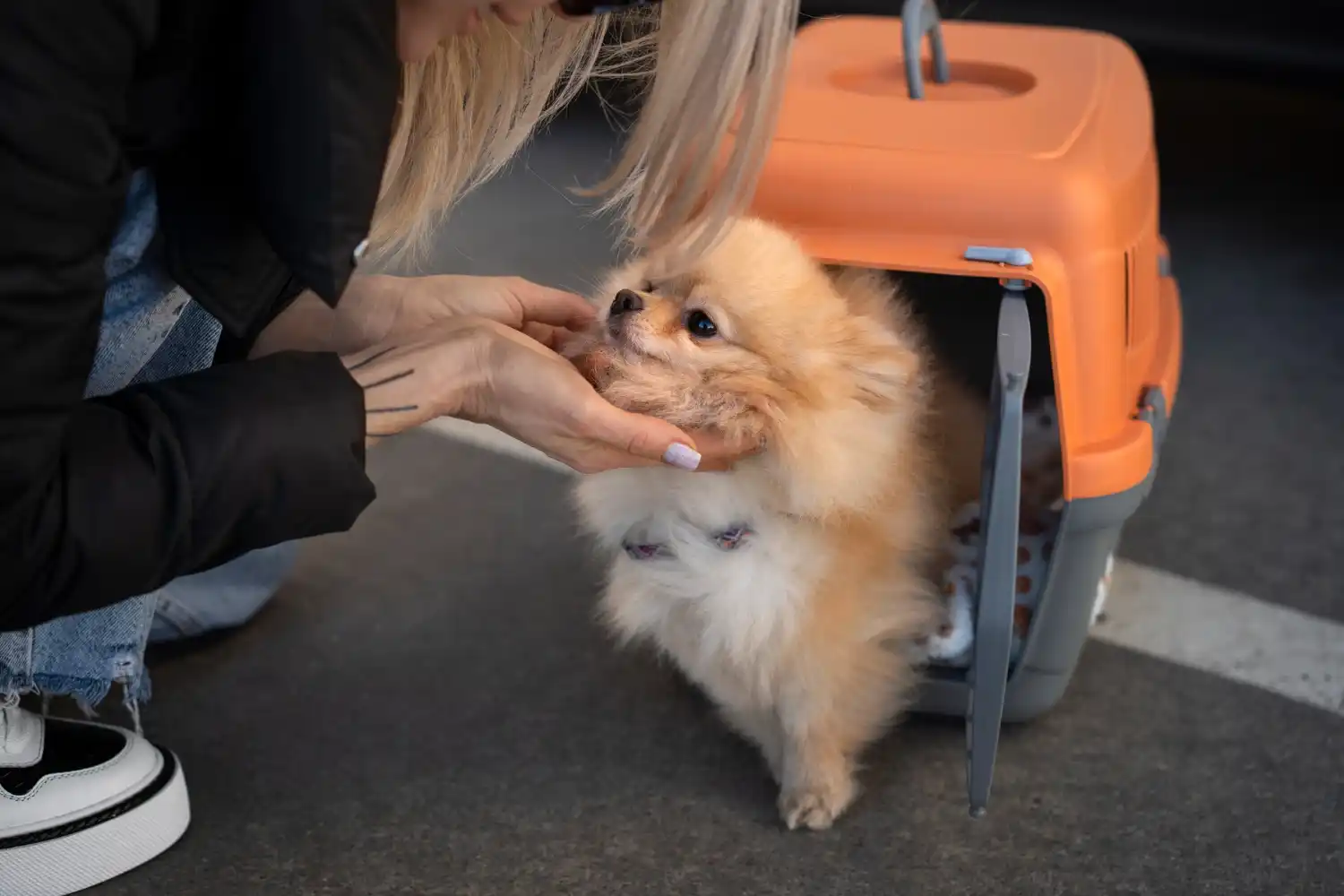 Travelling with Pets On Breeze Airways